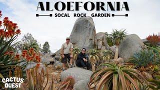 Palm grower turned succulent obsessed transforms natural bolder yard into epic hillside rock Garden!