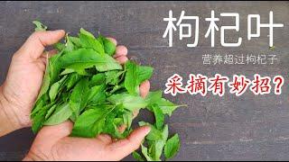 Nutrition of wolfberry leaves