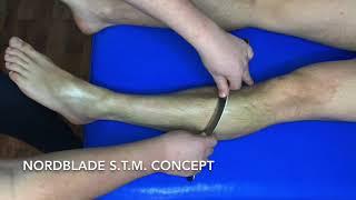 Tibialis Anterior Muscle Mobilization. NordBlade 4.0.