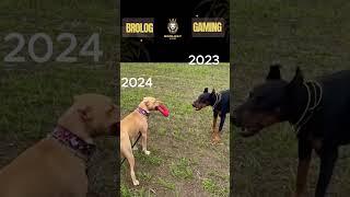 HAPPY NEW YEAR II Pitbull, Doberman and Huskey II #pitbull #pitbull #lovers II‍