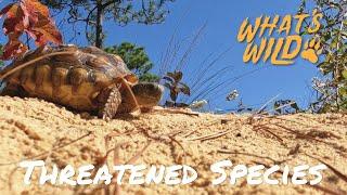 Discover South Carolina's Most Threatened Species | What’s Wild