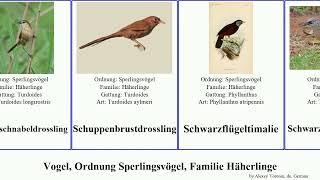 Vogel, Ordnung Sperlingsvögel, Familie Häherlinge bird meridionale Passeriformes Braunhäherling