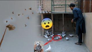 Awara Dobaz Baby Pigeon Pkar Lia || Sham Ko Sub Kabootar Urray Program War Gea. #itspigeonlover