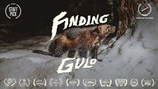 FINDING GULO - Wolverines & Ski Documentary