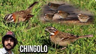 Rufous-collared sparrow 4K (Zonotrichia capensis) Andean Sparrow, Morton's Finch