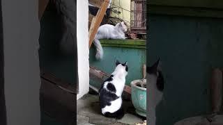 Pasangan setia #cat  #kucing  #pets  #shortvideo