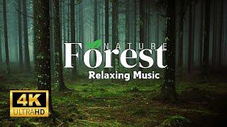 Forest 4K • Nature Relaxation • Peaceful Relaxing Music • 4k Video UltraHD