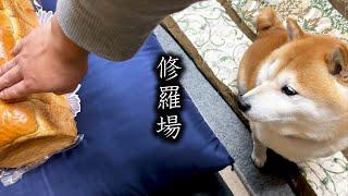 Stroking bread in front of the Shibe