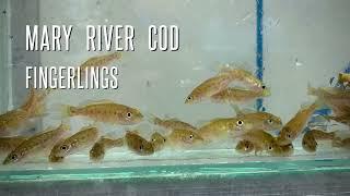 Bremer River Cod Recovery