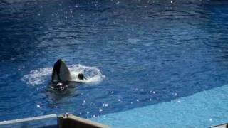 Trainer Dawn Brancheau with Tilikum at Sea World/Orlando