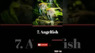 Top 10 worst community fish#top10 #part2