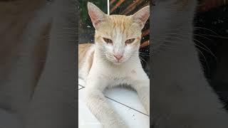 #viral #my #cat #so #liable #️ please subscribe