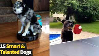 Top 15 Smart And Talented Dogs | Clever Dogs Compilation