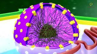 Practically's Concepts - Nucleus (Nuclear Envelope, Nucleoplasm & Nucleoli) - #LearnPractically