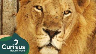 A Mission To Rescue Gaza Lion Cubs! | FULL EPISODE | Wild Animal Rescue | Curious?: Natural World