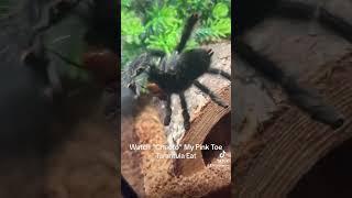 Cheeto My Pink Toe T Grubbin On A Beetle 🪲. #spiders #tarantula #reptiles #viral #subscribe