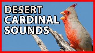 Desert Cardinal Sounds, Pyrrhuloxia Songs