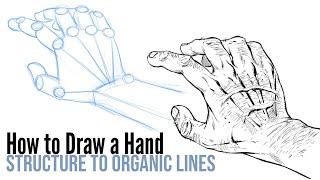 How to Draw a Hand [ Structure to Organic Lines ]