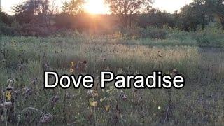 Opening Day 2020 For Dove Season in Nebraska!