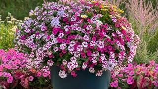 Wave Petunias vs Supertunias: What's the Difference?