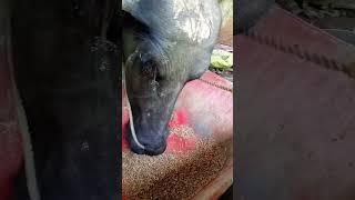 Practice eating feeds #buffalo #viralvideo #dairyfarming