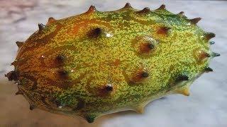 Jelly melon | Cucumis metuliferus | Wintering over plant