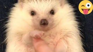 feisty hedgehog