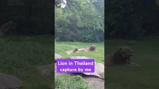 Lion in thailand capture by me #shorts #ytshorts #shortsfeed #rajeevsaini