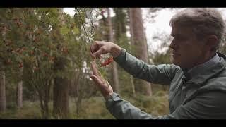 Ireland's Native Trees - EPISODE 5   ROWAN