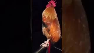 Bro got rejected by KFC   #funny #shorts #vidplex