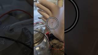 Ozone Destroying a Rubber Glove