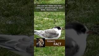 How can the Arctic Tern fly soooo far? EVERY year!? #arctictern #birds #bird #birdslover #shorts