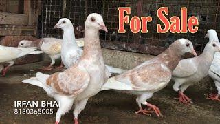 Gulabi Ki Tukdi For Sale | X Fighter Birds