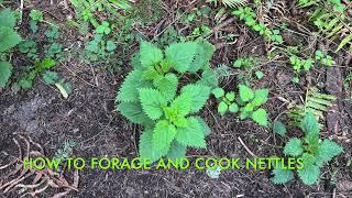 How to forage and cook nettles