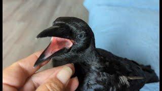 Baby Crow Hides Cheese And Gets Angry When I Find It