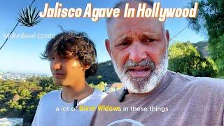 Jalisco to Hollywood, Agave Plants With An Unexpected Surprise