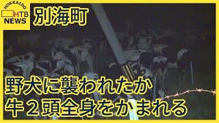 野犬に襲われたか　牧場の牛２頭が全身をかまれた状態で見つかる　　北海道別海町