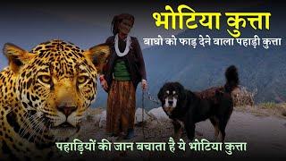 Bhotiya Kutta उत्तराखंड का सबसे खरनाक कुत्ता  ये बाघों को फाड़ देता है | Bhotiya Dog Uttarakhand