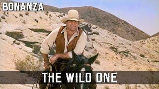 Bonanza - The Wild One | Episode 171 | Cowboy Series | Classic Series | WESTERN | English