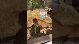 New born calw in Isaan
