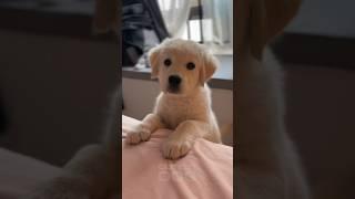 Don’t call me CUTE | Funny and adorable golden retriever puppy #cutepuppy #puppy dog #shorts