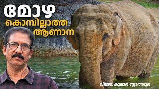 മോഴ ആന - കൊമ്പില്ലാത്ത വമ്പന്മാർ   mozha - tuskless male asian elephant #ആന #ആനക്കാര്യം #മോഴ