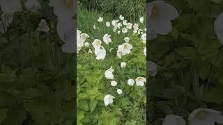 Simple White Anemone Bride and Doronicum orientale/ シンプルなホワイトアネモネブライドとドロニカムオリエンターレ #nature #flowers