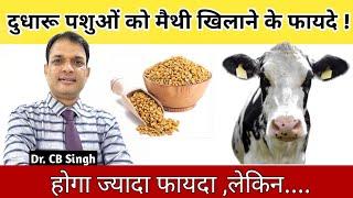 दुधारु पशुओं को मैथी खिलाने के फ़ायदे | Dairy Farm | Dr CB Singh | @DairyUstaad