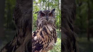 EAGLE OWL IN THE WOODS! #shorts