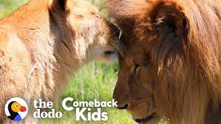 Rescued Circus Lions Touch Grass For The First Time | The Dodo Comeback Kids