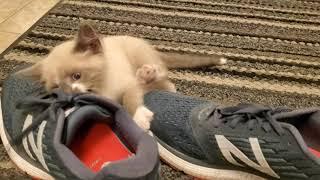 Kintips Crazy Cool Cat Video My Cutest Kitten Raven attacking my shoes