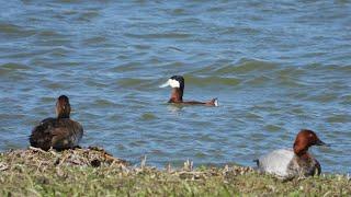 Die beiden "Schwarzen" vom Beltringharder Koog in Nordfriesland