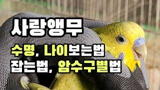 앵무새, 사랑앵무 암수구별, 수명, 나이보는법, 잡는법. 새아빠-ep02