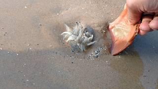 Jellyfish Attack Live